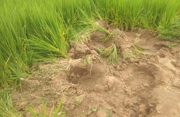 हाथी का उत्पात : भस्की में जंगली हाथियों का आंतक, कई किसानों के धान के फसलों को रौंदा, क्षतिपूर्ति के साथ की गांव वालों ने हाथियों से बचाव के लिए मांगा टॉर्च लाइट व किरासन तेल 