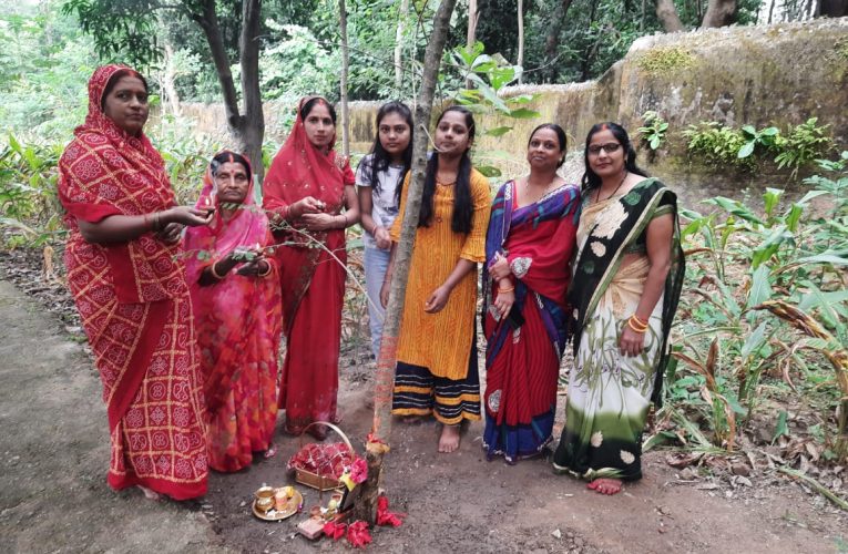 खैराचातर में श्रद्धालुओं ने की आंवला वृक्ष की पूजा,कहा—- सभी तरह की मनोकामनाएं होती है पूरी