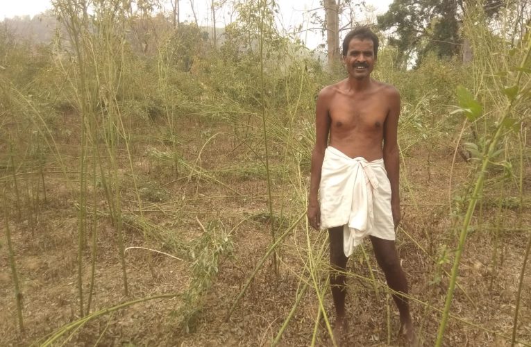 जंगली हाथी ने भस्की गांव में तीन घरों के दरवाजे तोड़ चट किया अनाज