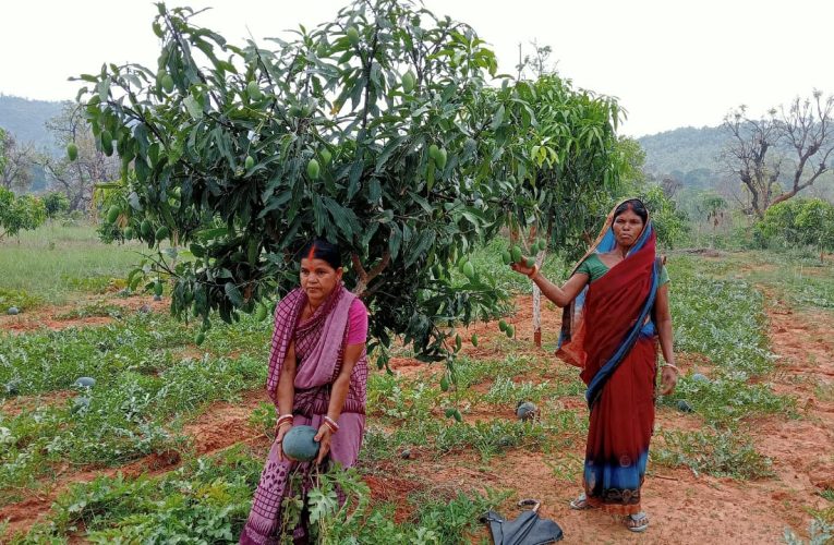 Bokaro Birsa Harit Aambagvani: बोकारो के कसमार प्रखंड के मुरहुलसुदी में वरदान साबित हो रही है बिरसा हरित आमबागवानी
